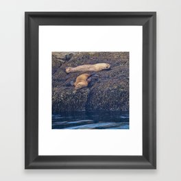 Sea Lions 8531 - Resurrection Bay, Alaska Framed Art Print
