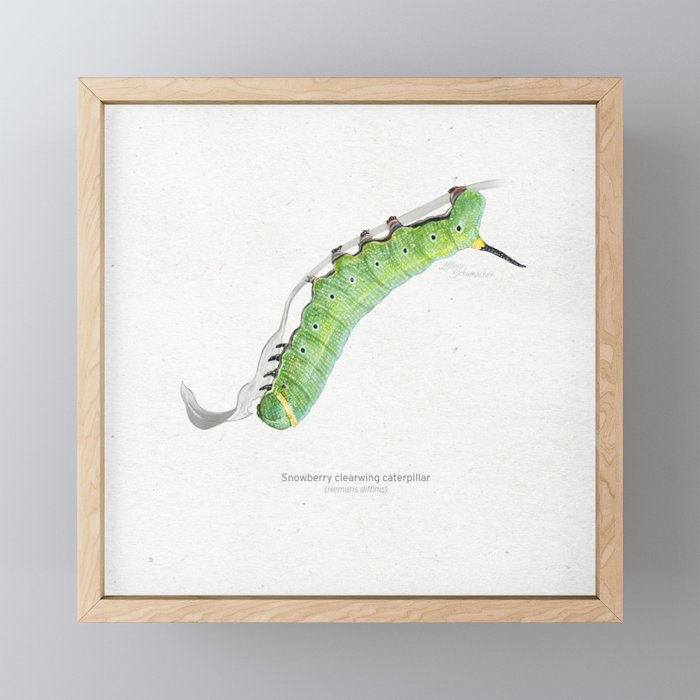  Snowberry clearwing caterpillar scientific illustration art print Framed Mini Art Print