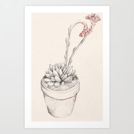 Echeveria succulent sketch Art Print | Leaf, Bloom, Graphite, Sketch, Leaves, Drawing, Agavoides, Nature, Flowers, Succulent 