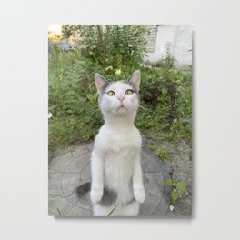 Curious cat Metal Print