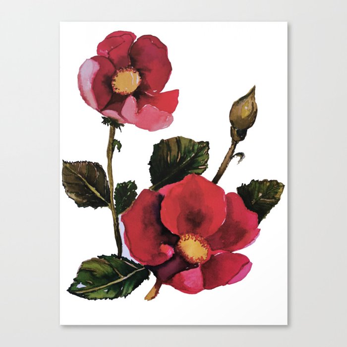 Red rose botanical illustration Canvas Print