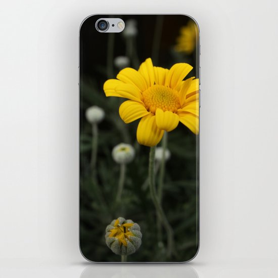 Spring - Chrysanthemum iPhone & iPod Skin