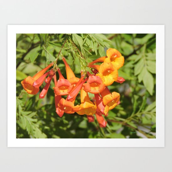 Natural Brass Blowing in the Breeze Art Print