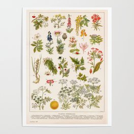 Adolphe Millot - Plantes vénéneuses - French vintage botanical illustration Poster