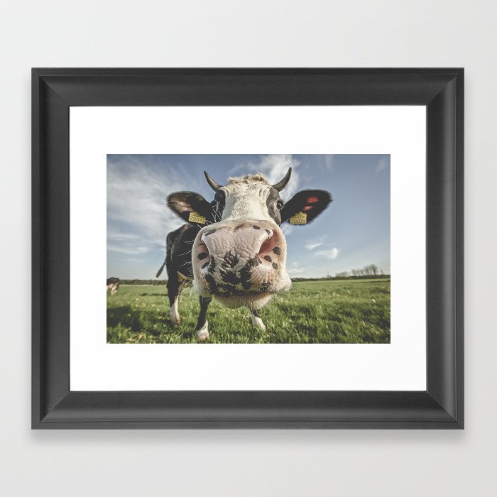 Inquisitive Cow Framed Art Print