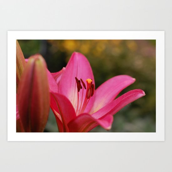 Pink Lily Art Print