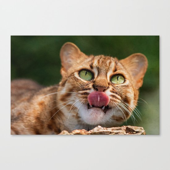 RUSTY SPOTTED CAT LICK Canvas Print
