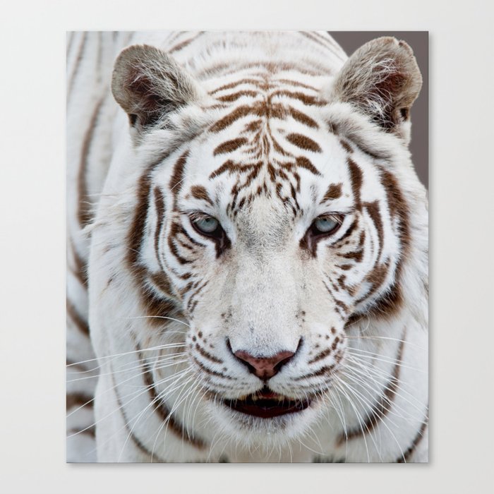 TIGER TIGER Canvas Print