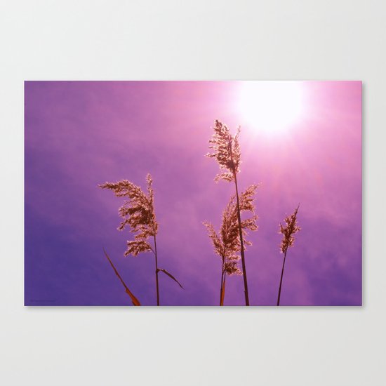 Summer Sun Canvas Print