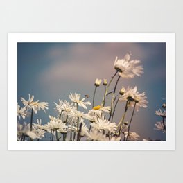 Daisy flowers with bee | The Netherlands | Fine art botanical photography print | Art Print Art Print