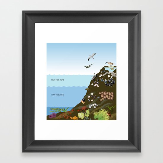 Southern California Tide Pool Explorer's Guide Framed Art Print