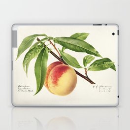 Peach Twig, Prunus Persica Laptop Skin