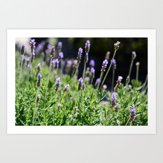 Lavender Art Print