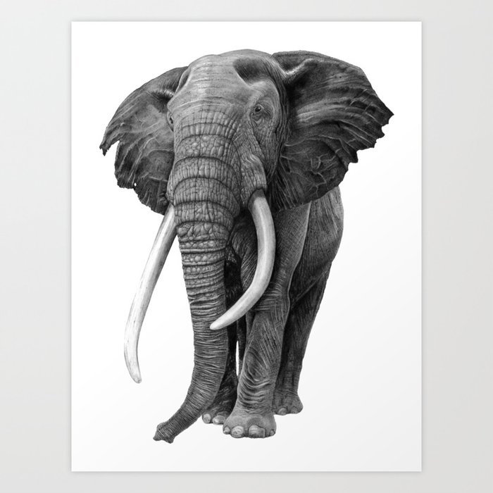 Bull elephant - Drawing in pencil Art Print by sean ...