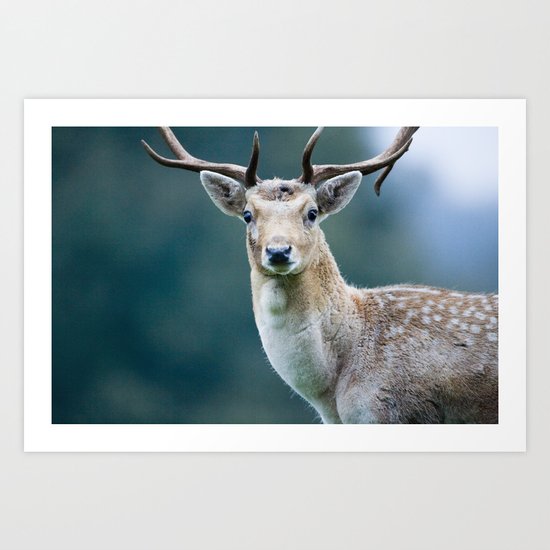 FALLOW DEER Art Print