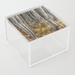 Wiggly Aspen in Autumn Acrylic Box