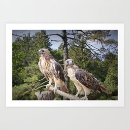 Pair of Red-tail Hawks in West Michigan Woodland Art Print