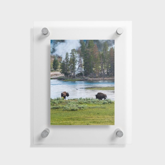 Yellowstone National Park Wyoming Buffalo Landscape Photography Floating Acrylic Print