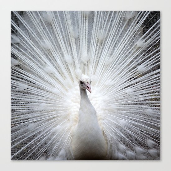 Peacock20160401 Canvas Print