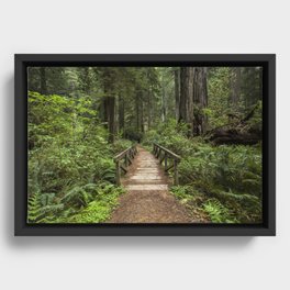 Walk Through Prairie Creek Redwoods State Park Framed Canvas