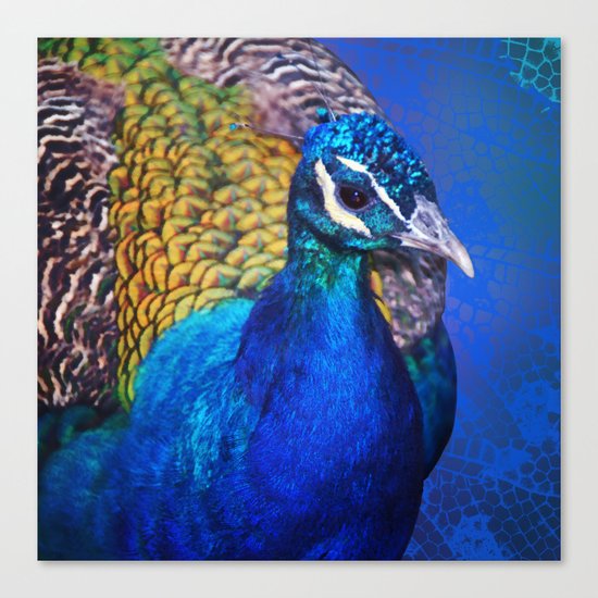The blue peacock Canvas Print