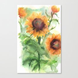 Sunflower Watercolor Study: Field Sketch Canvas Print