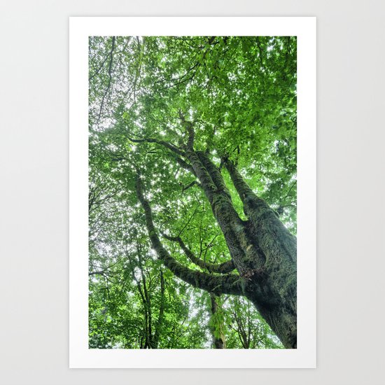 Canopy Art Print