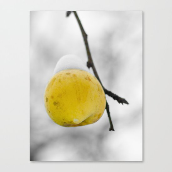 Winter apple Canvas Print