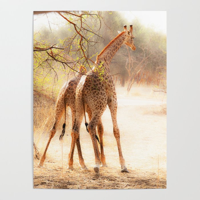 Playful Giraffes Poster