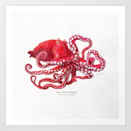 Giant pacific octopus scientific illustration art print Art Print
