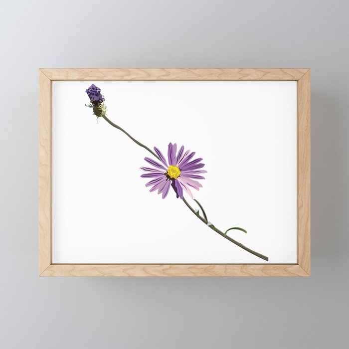 Chicory Framed Mini Art Print