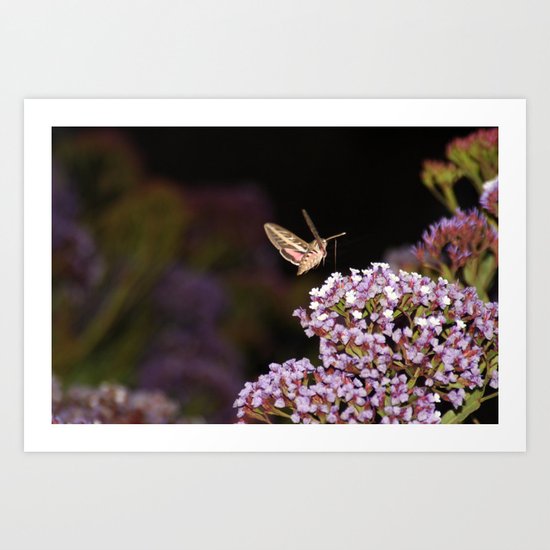 Hummingbird Hawk Moth Art Print