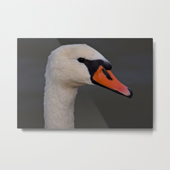 Mute Swan in Summer Metal Print