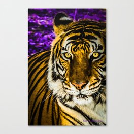 Purple/Gold Tiger Canvas Print