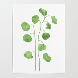 Rounded Eucalyptus green leaves. Redbox. Poster