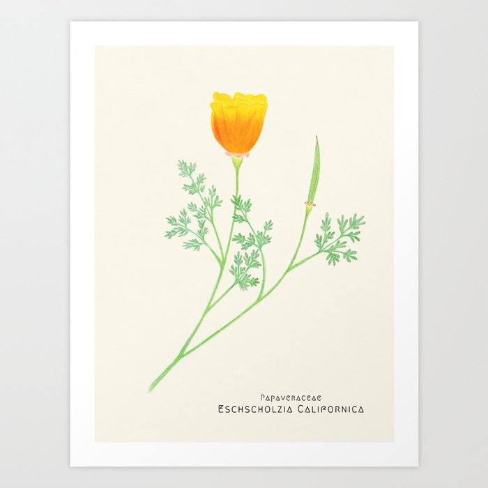 Botanical Sketches 6: California Poppy Art Print