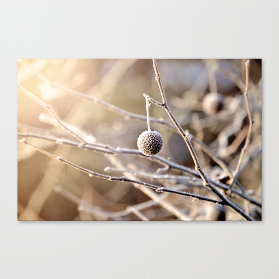 Hanging by a Thread Canvas Print