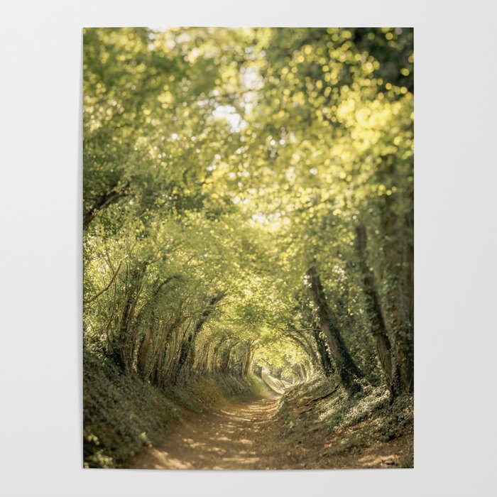 Tunnel of Trees Summer Series #3 Poster