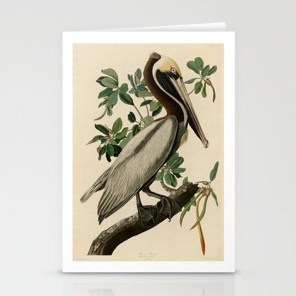 Brown Pelican, Birds of America by John James Audubon Stationery Cards