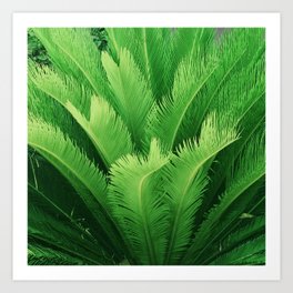 Island Tropical Luxurious Green Palm Leaves Art Photo  Art Print