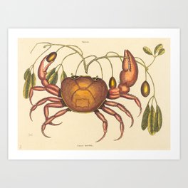  The Land Crab by Mark Catesby Art Print