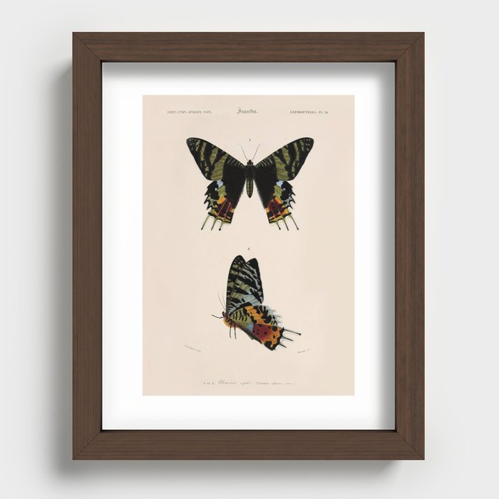 Madagascan Sunset Moth Antique Lithograph Recessed Framed Print