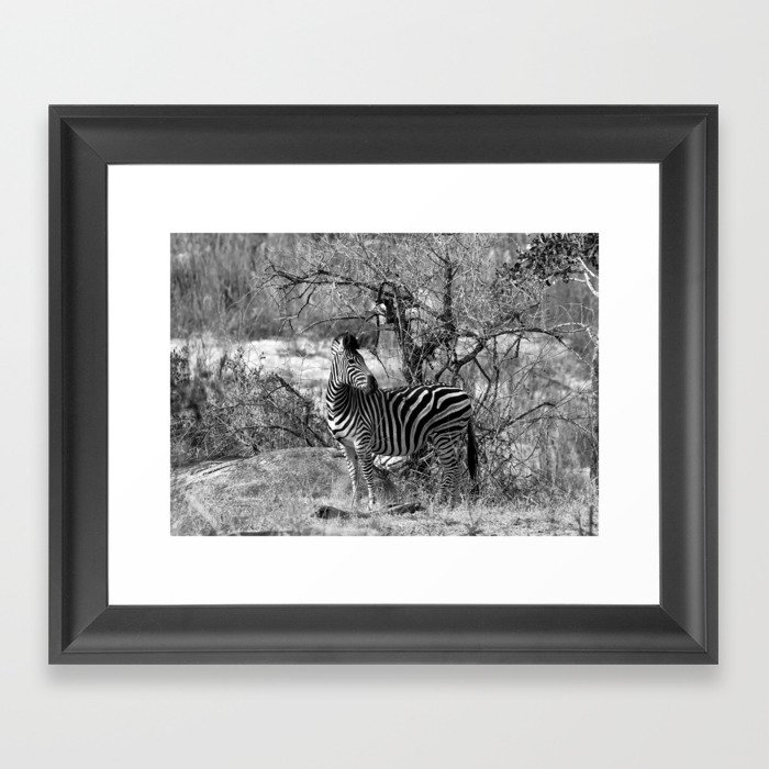 Are you black with white stripes? Framed Art Print