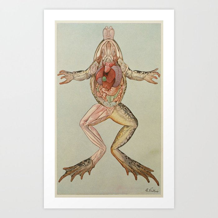 Anatomy Of A Frog