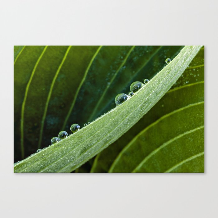 composition of water Canvas Print