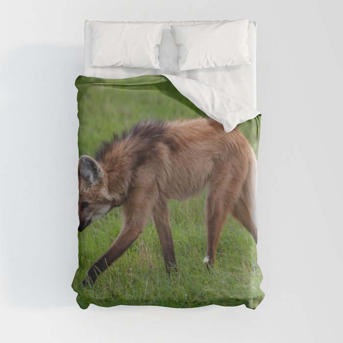 Argentina Photography - A Beautiful Maned Wolf Walking On A Field Of Grass Duvet Cover
