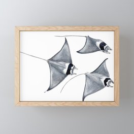 Devil fish Manta ray Mobula mobular Framed Mini Art Print