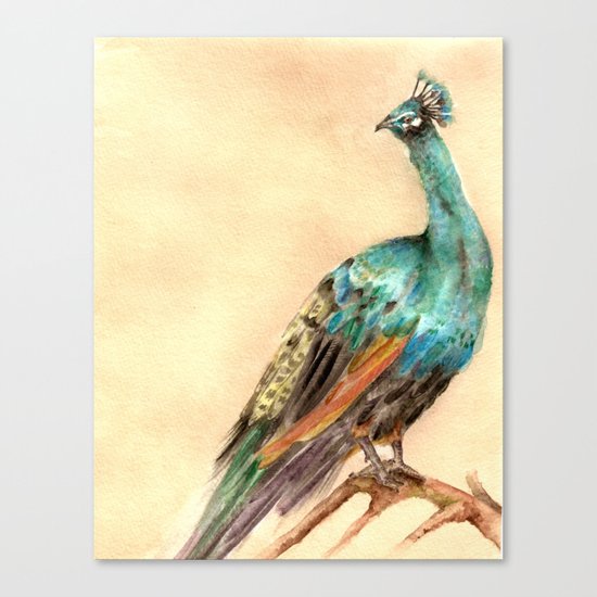 Peacock Canvas Print
