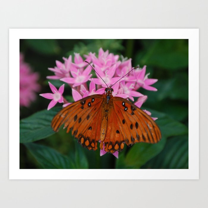 Orange Butterfly on Pink Flowers Art Print