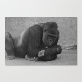 Black and white Gorilla Canvas Print